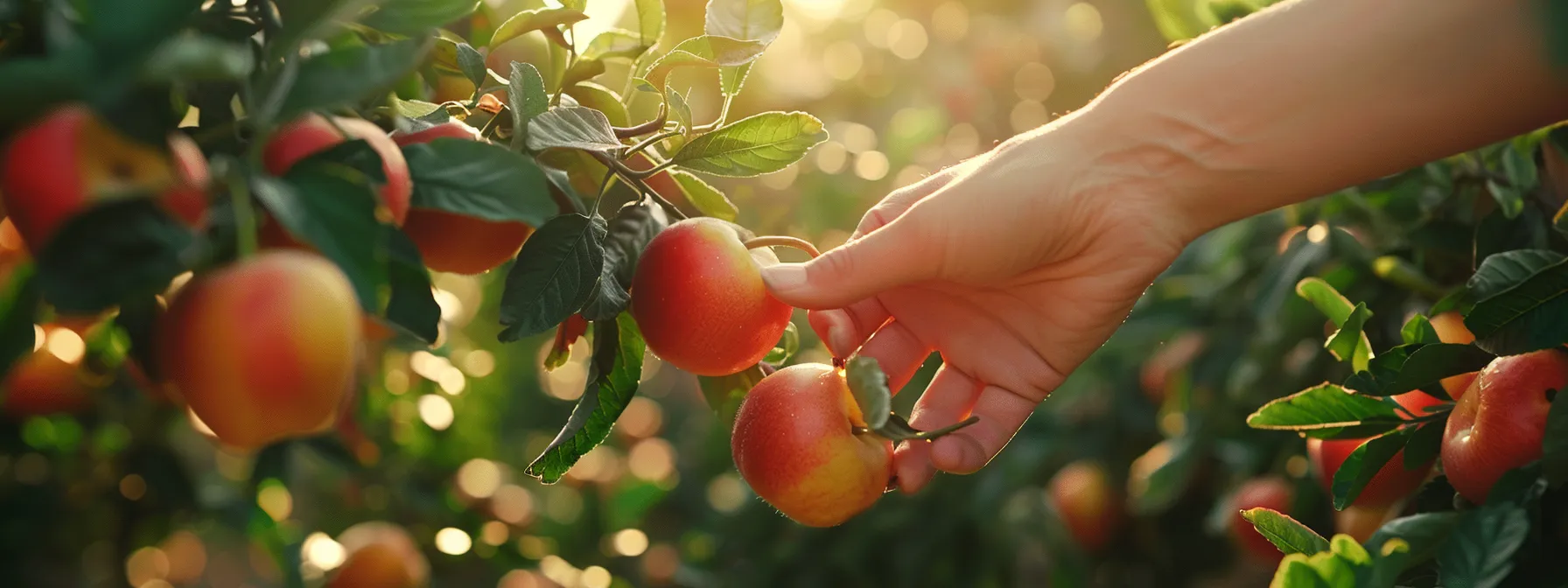 a hand selecting ripe, vibrant fruits from a garden.